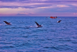 Lovina Dolphin